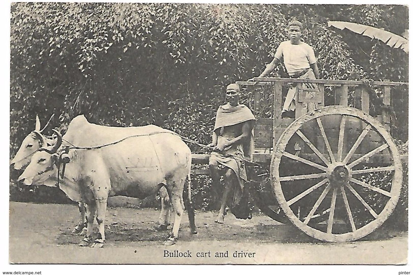 SRI LANKA - CEYLON - Bullock Cart And Driver - Sri Lanka (Ceylon)