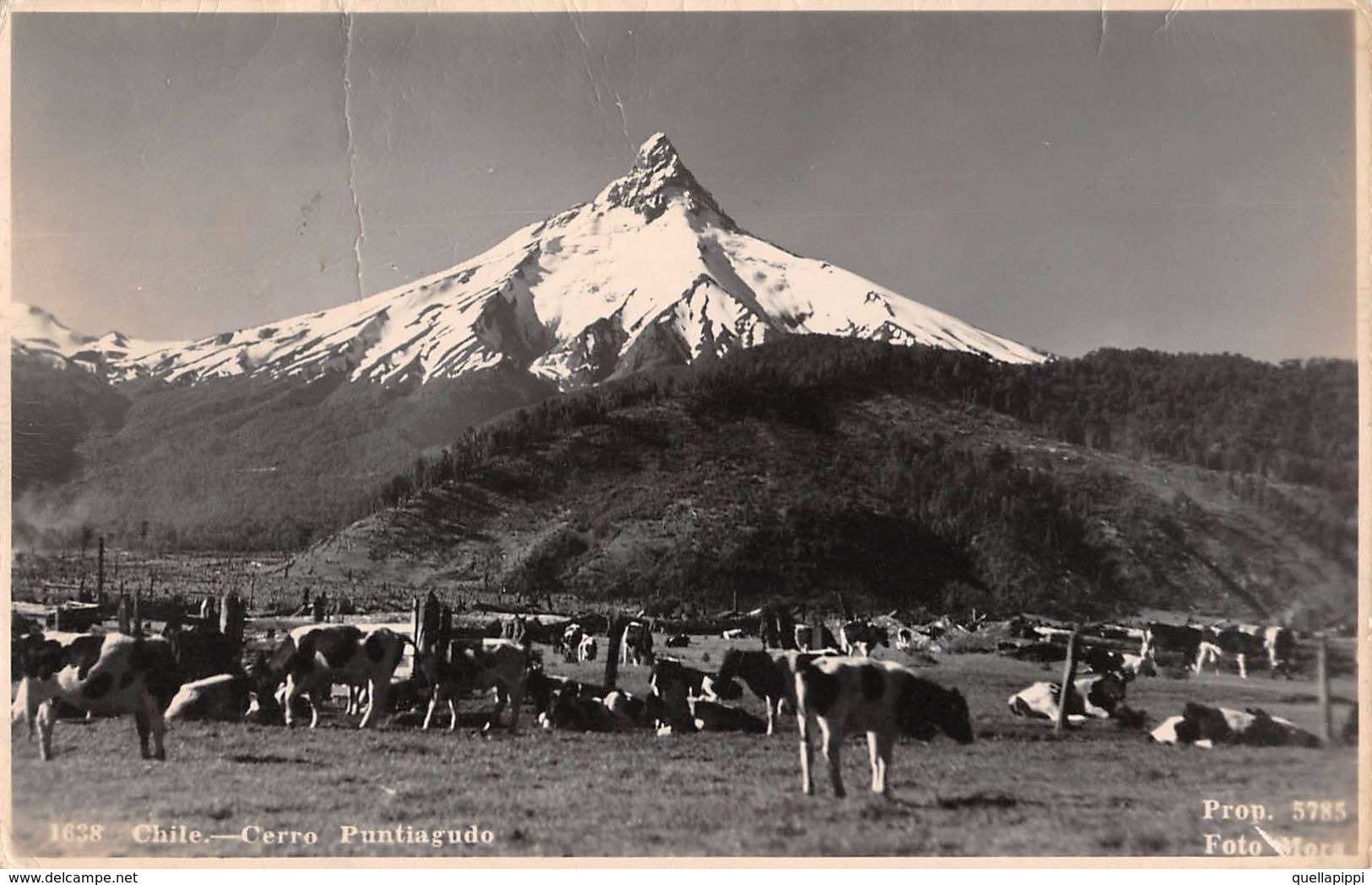 06509 "CHILE - CERRO PUNTIAGUDO"  MUCCHE AL PASCOLO, FOTO MORA.  CART SPED - Cile