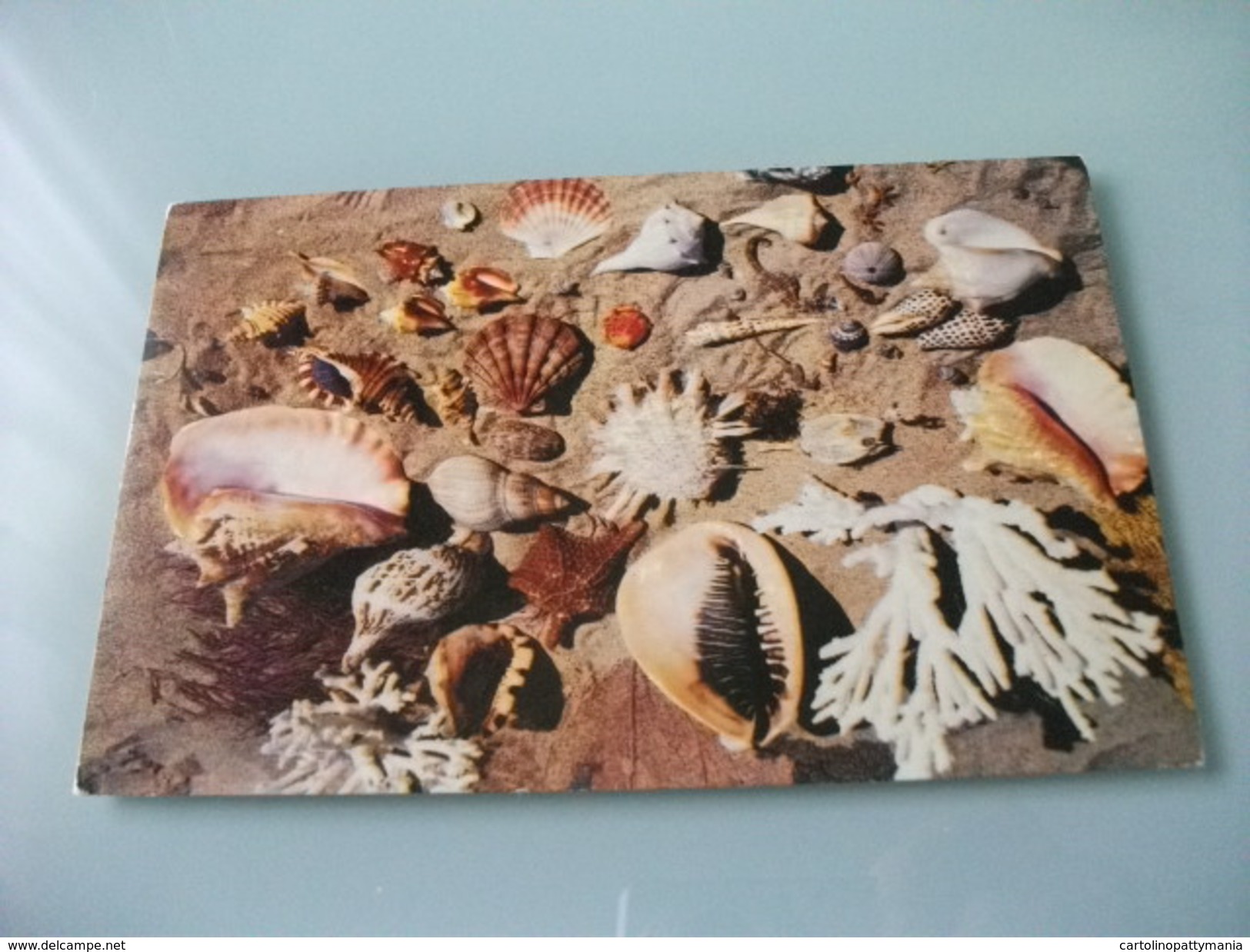 Conchiglia Shell SELECTION OF JAMAICAN SHELLS AND CORAL ANNULLO ROSSO PERU' PICCOLO FORMATO - Pesci E Crostacei