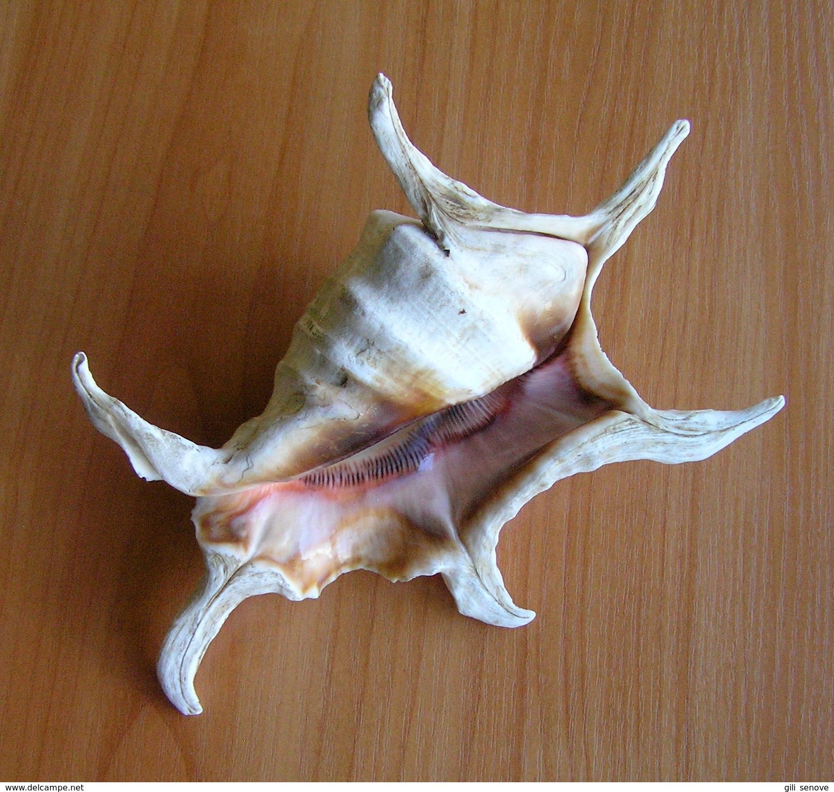 LAMBIS LAMBIS SPIDER CONCH SEASHELL - Coquillages