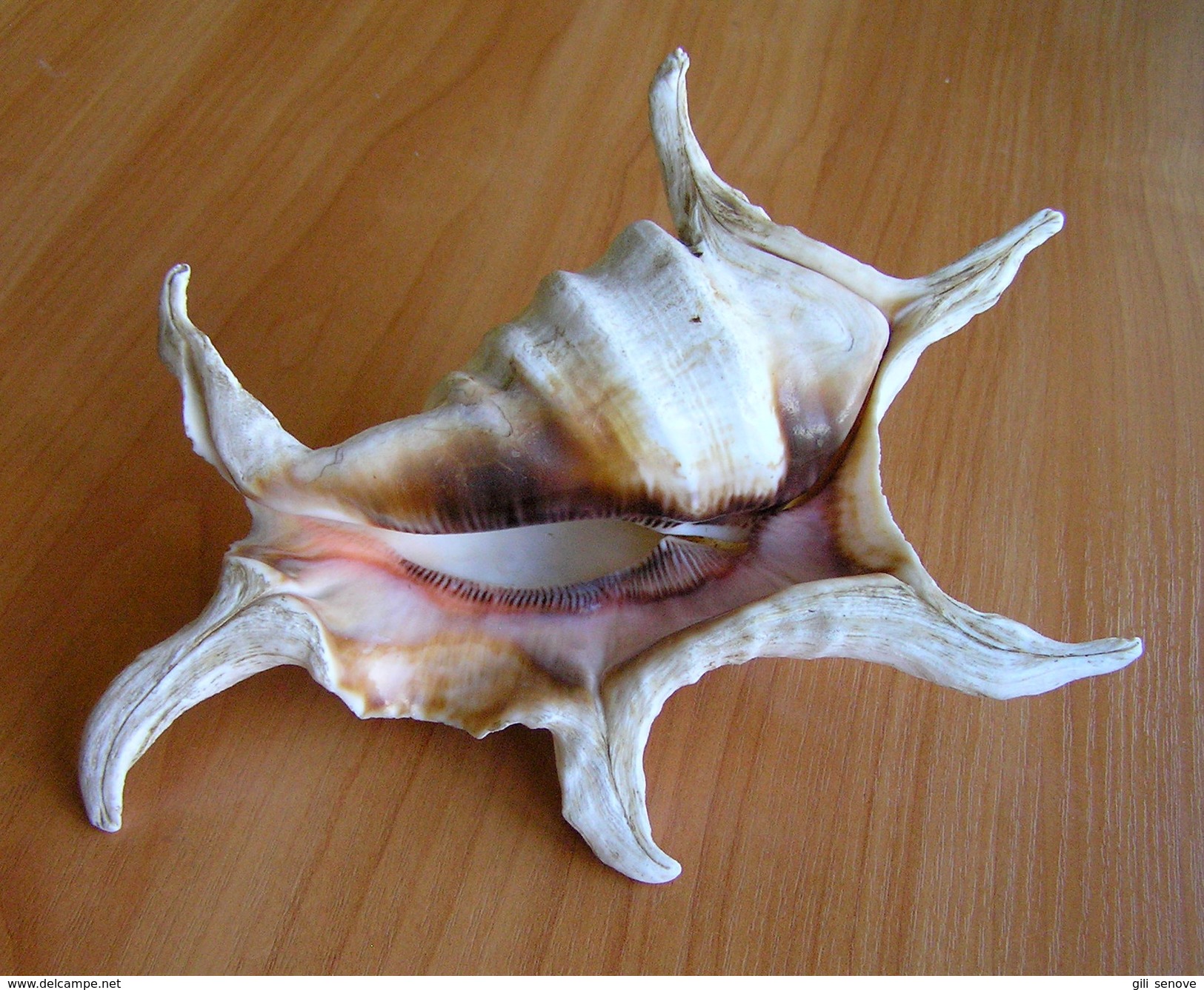 LAMBIS LAMBIS SPIDER CONCH SEASHELL - Coquillages