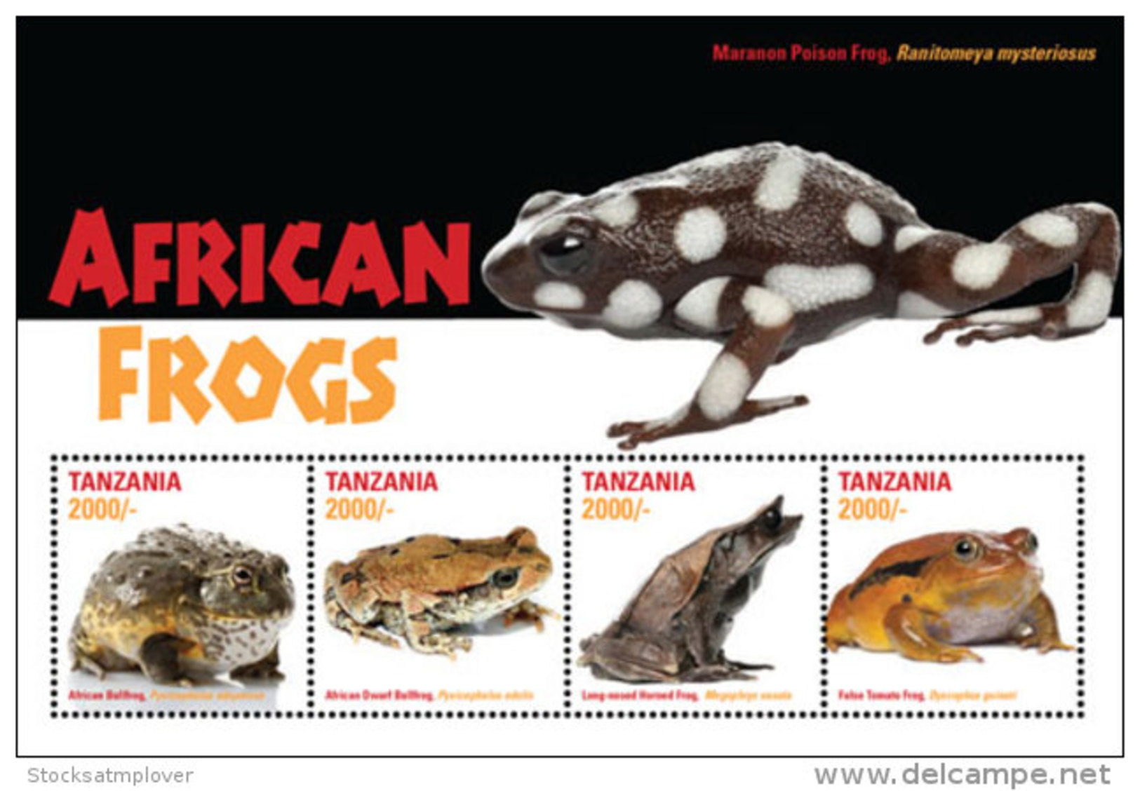 Tanzania-2016-Frogs - Grenouilles