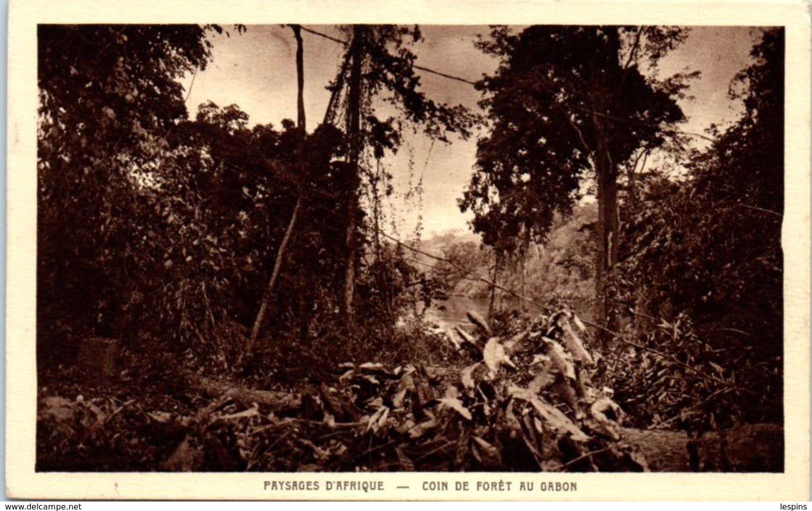 AFRIQUE -- GABON --  Coin De Forêt - Gabon