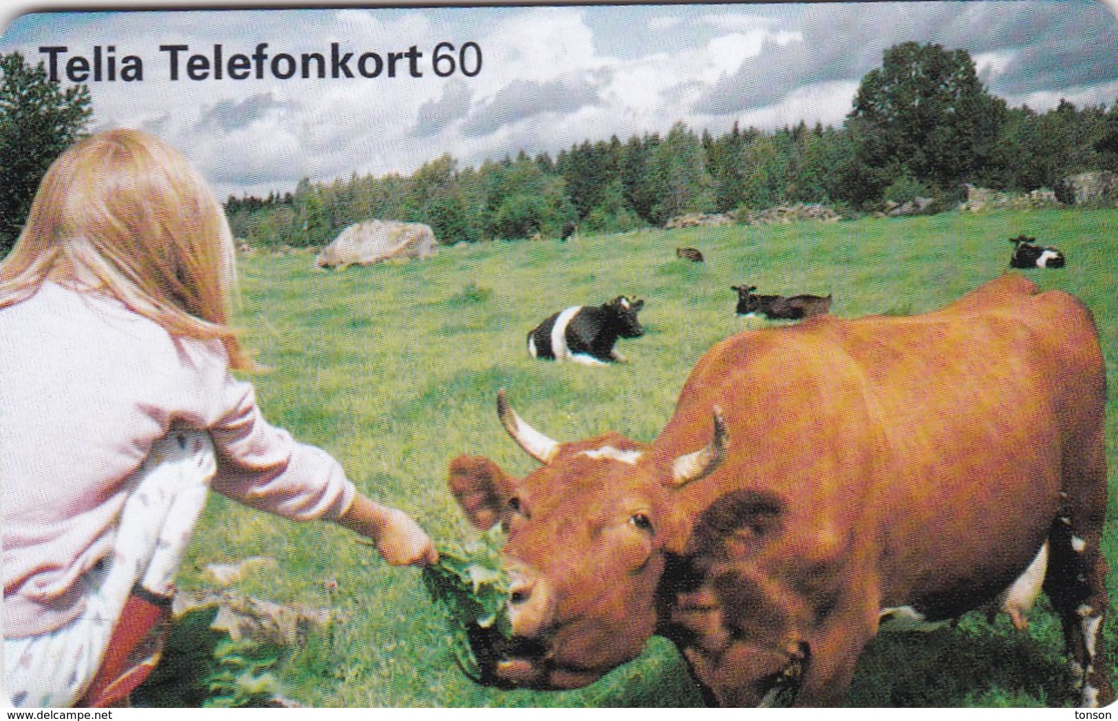 Sweden, 60.075, Young Girl Feeding A Cow. - Sweden