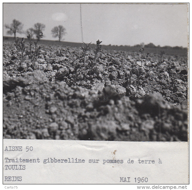 Agriculture - Agronomie - Toulis-et-Attencourt  Aisne - Gibberelline Sur Pommes De Terre - Lot De 3 Photographies - Cultures