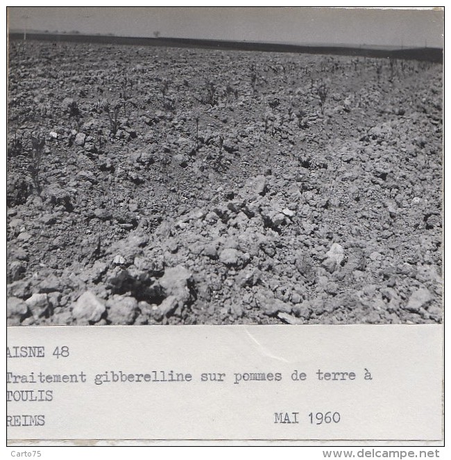 Agriculture - Agronomie - Toulis-et-Attencourt  Aisne - Gibberelline Sur Pommes De Terre - Lot De 3 Photographies - Cultures