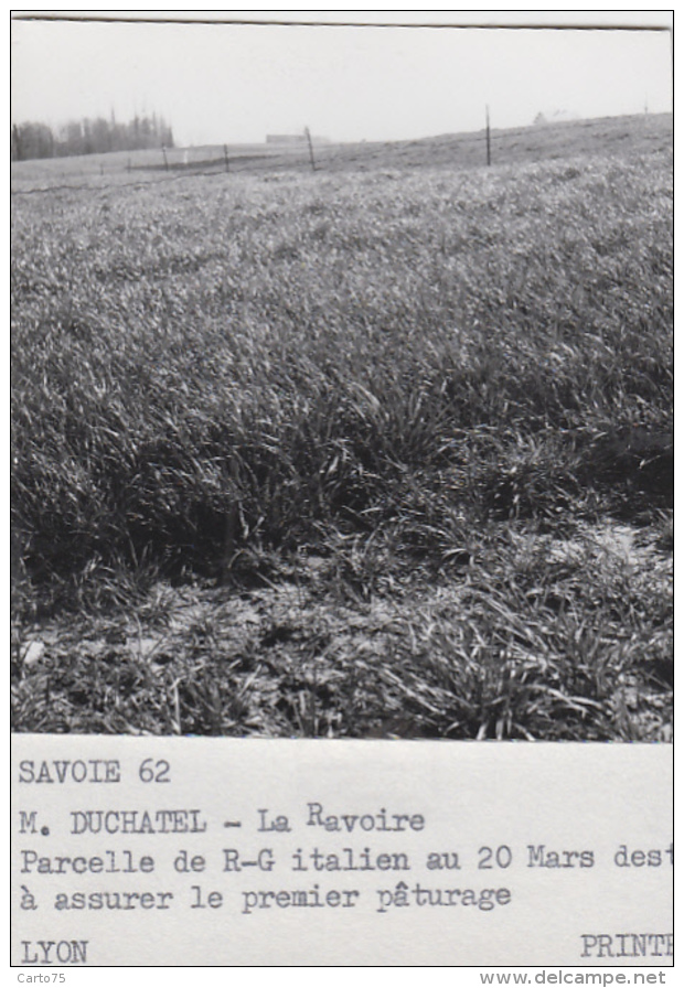 Agriculture - Agronomie - La Ravoire Savoie - Essais Plantations Blé Pommes de Terre - Elevage - Lot de 10 Photographies