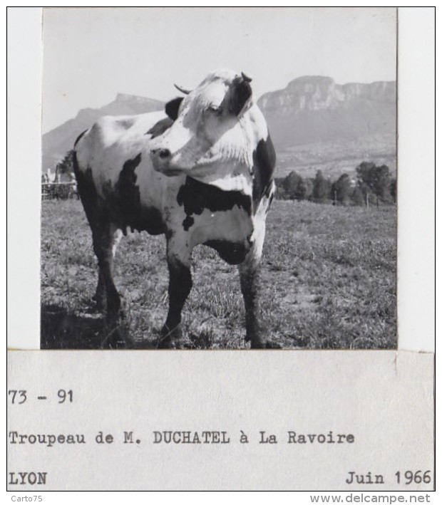 Agriculture - Agronomie - La Ravoire Savoie - Essais Plantations Blé Pommes de Terre - Elevage - Lot de 10 Photographies