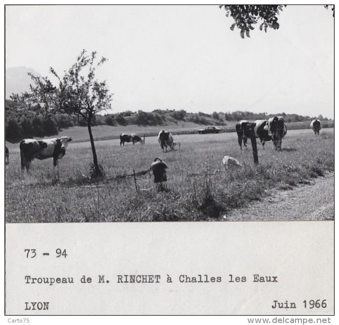 Agriculture - Agronomie - La Ravoire Savoie - Essais Plantations Blé Pommes de Terre - Elevage - Lot de 10 Photographies