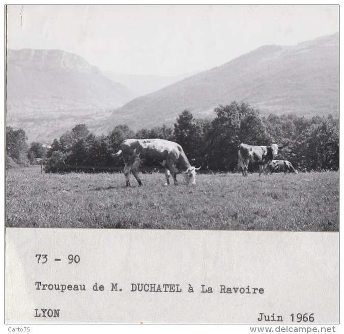 Agriculture - Agronomie - La Ravoire Savoie - Essais Plantations Blé Pommes de Terre - Elevage - Lot de 10 Photographies