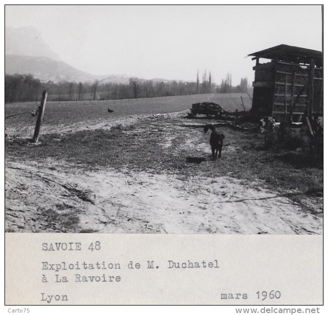 Agriculture - Agronomie - La Ravoire Savoie - Exploitation M. Duchâtel Construction Bâtiments - Lot De 9 Photographies - Culture