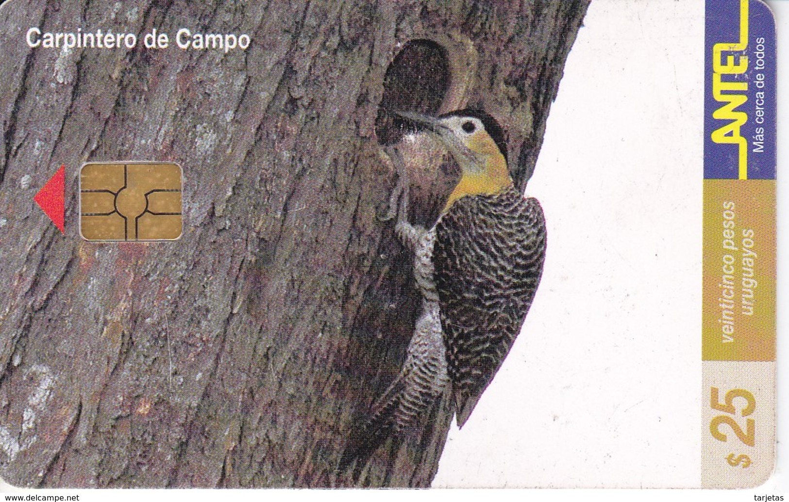 TARJETA DE URUGUAY DE UN CARPINTERO DE CAMPO (BIRD-PAJARO) - Otros & Sin Clasificación