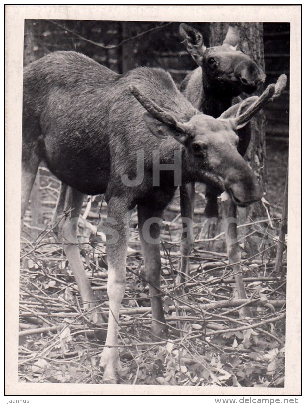 Moose - Photo - Estonia USSR - Unused - Autres & Non Classés