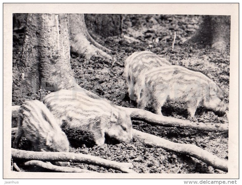 Wild Boar - Photo - Estonia USSR - Unused - Sonstige & Ohne Zuordnung