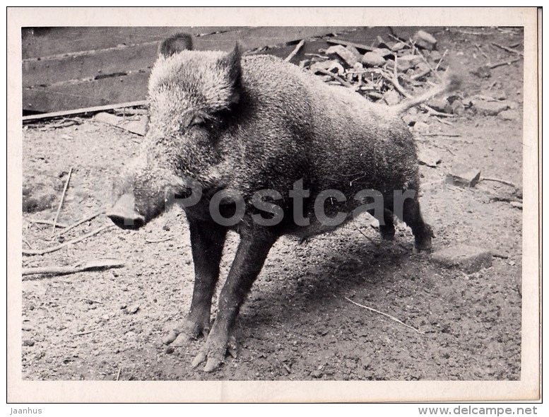 Wild Boar - 2 - Photo - Estonia USSR - Unused - Autres & Non Classés