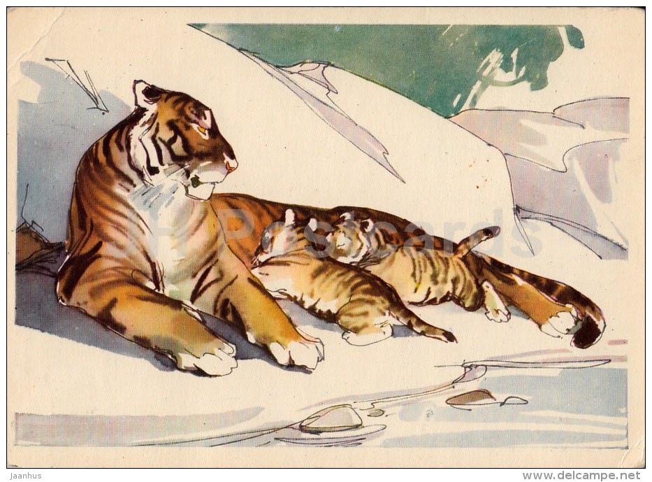 Tiger With Cubs - Illustration - 1964 - Russia USSR - Unused - Tigres