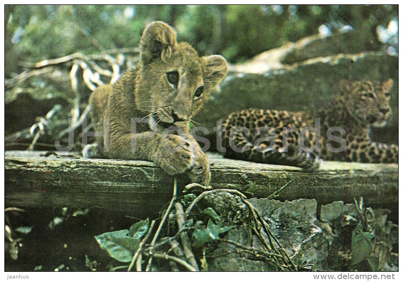 Lion And Leopard - National Zoo - Cuba - Unused - Lions