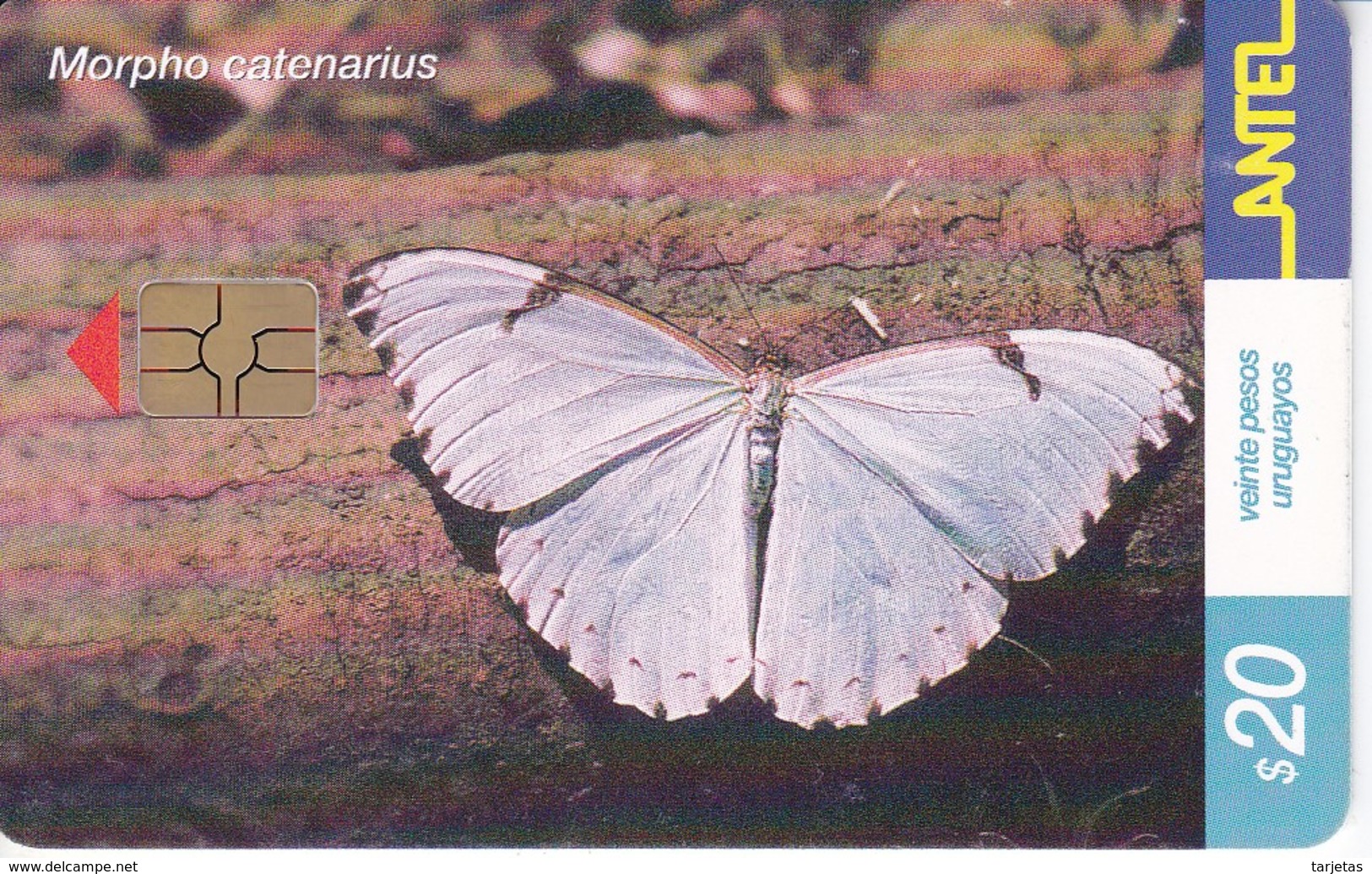 246 TARJETA DE UNA MARIPOSA DE URUGUAY MORPHP CATENARIUS (BUTTERFLY) (GHIP G-5 ROJO) - Uruguay