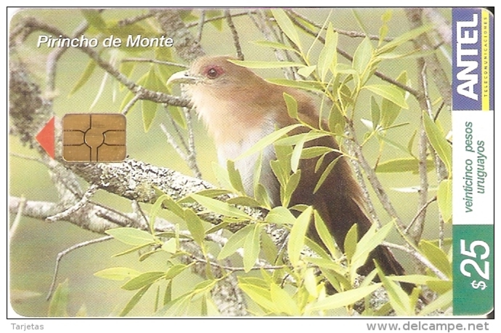 Nº 338 TARJETA DE URUGUAY DE UN PIRINCHO DE MONTE (PAJARO-BIRD) - Otros & Sin Clasificación