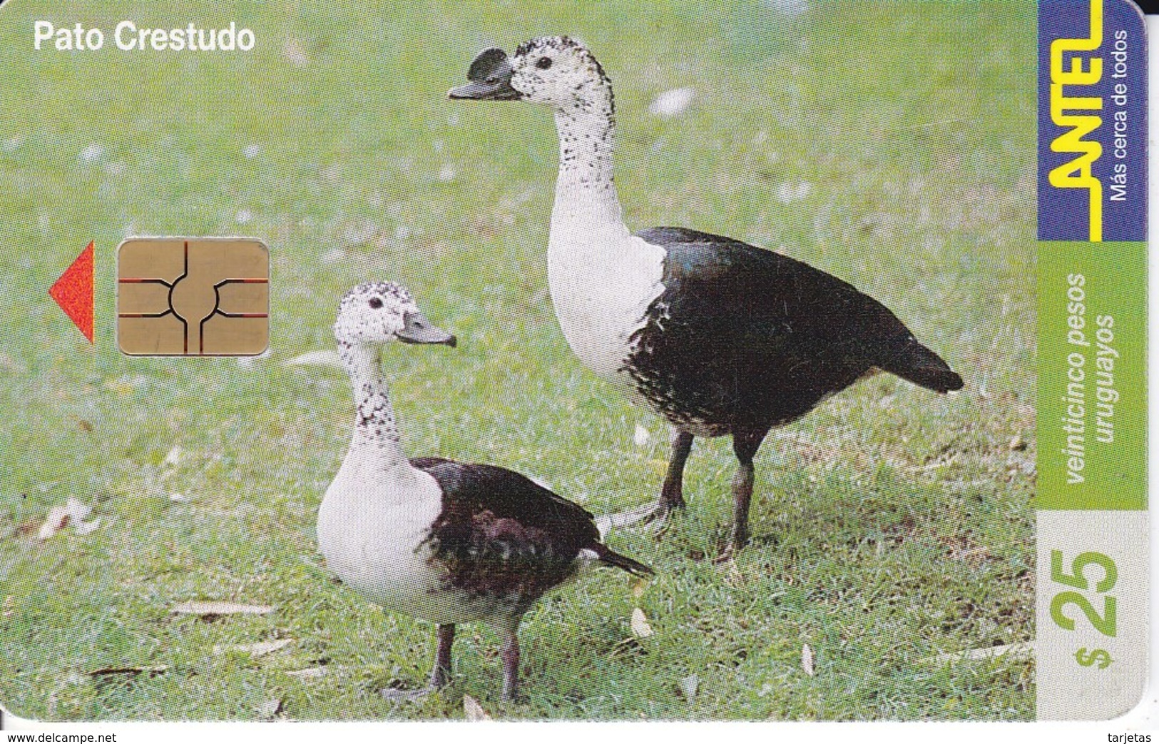 Nº 114 TARJETA DE UN PAJARO DE URUGUAY PATO CRESTADO  (BIRD)  (CHIP G5 ROJO) - Uruguay