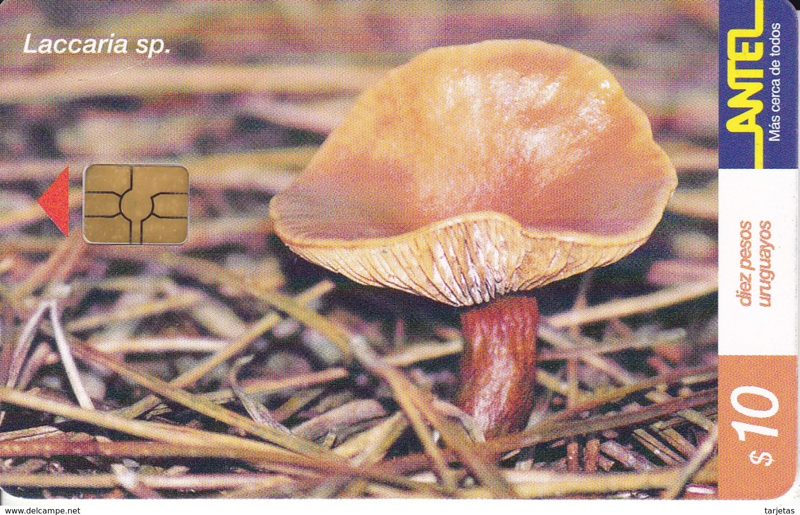 Nº 157 TARJETA DE URUGUAY DE LA LACCARIA SP. (SETA-HONGO-MUSHROOM) (CHIP G-4 NEGRO) - Uruguay