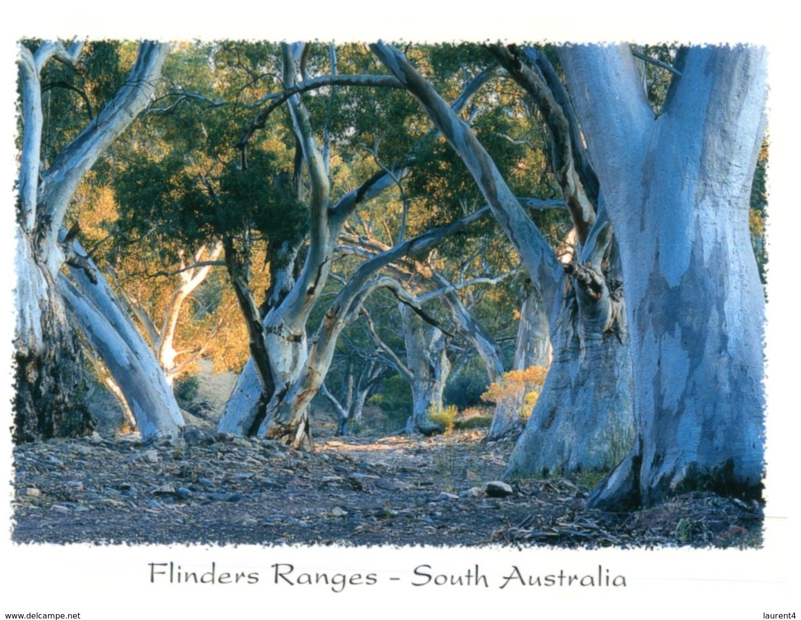 (571) Australia - SA - Flinders Ranges - Flinders Ranges