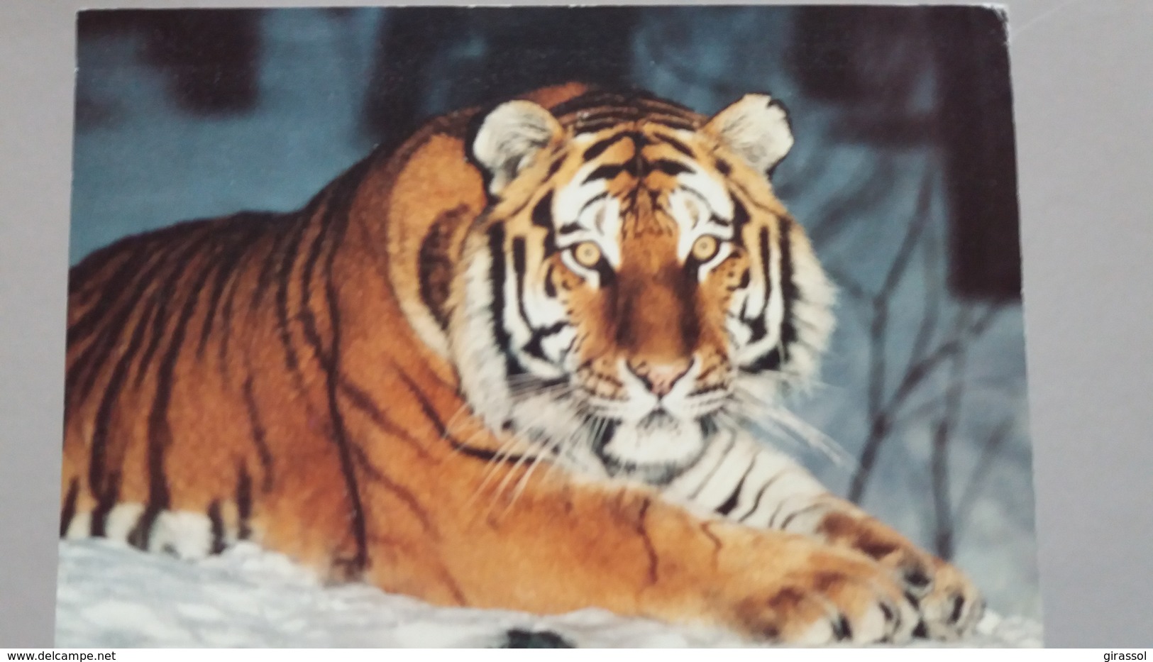 CPSM TIGRE DE SIBERIE WWF PHOTO TERRY WHITTAKER - Tigres