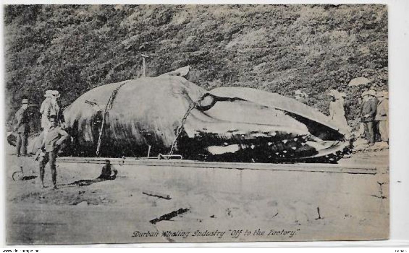 CPA Afrique Du Sud Baleine Cétacé Durban Non Circulé - Afrique Du Sud