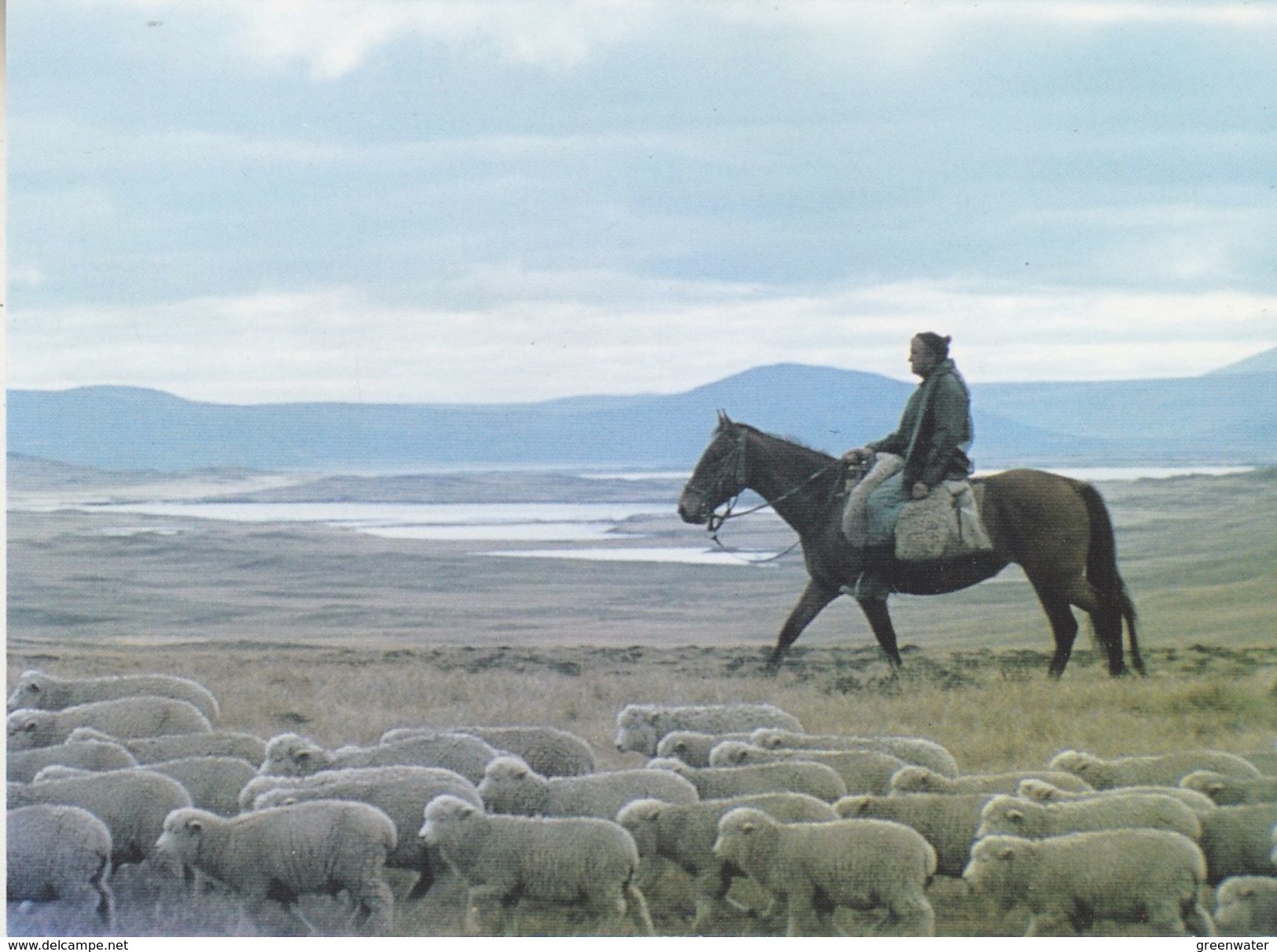 Falkland Islands Fred Coutts Driving Lambs In West Falklands  Postcard Unused (36834) - Falklandeilanden