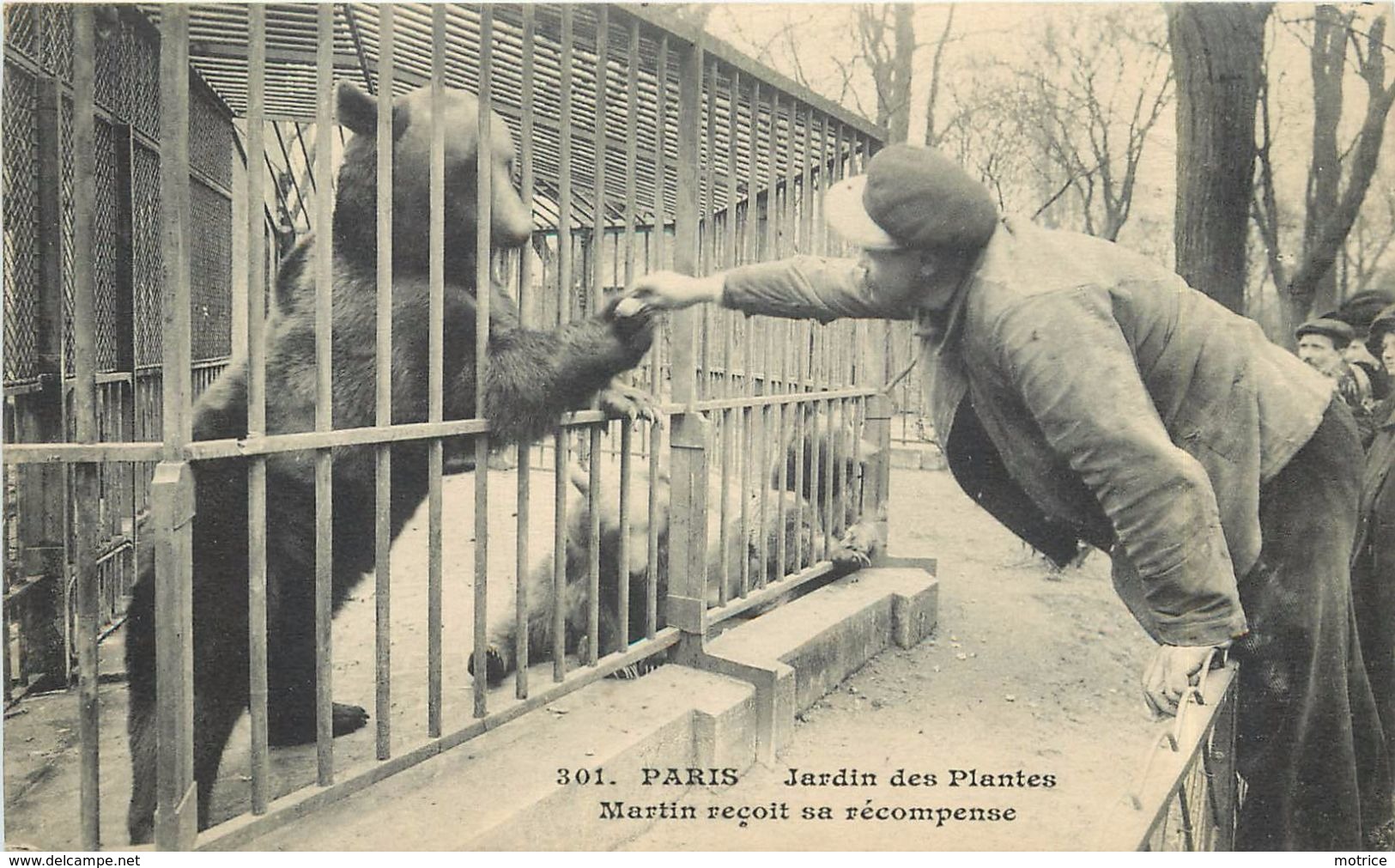 PARIS - Jardin Des Plantes,Martin (l'ours) Reçoit Sa Récompense. - Ours