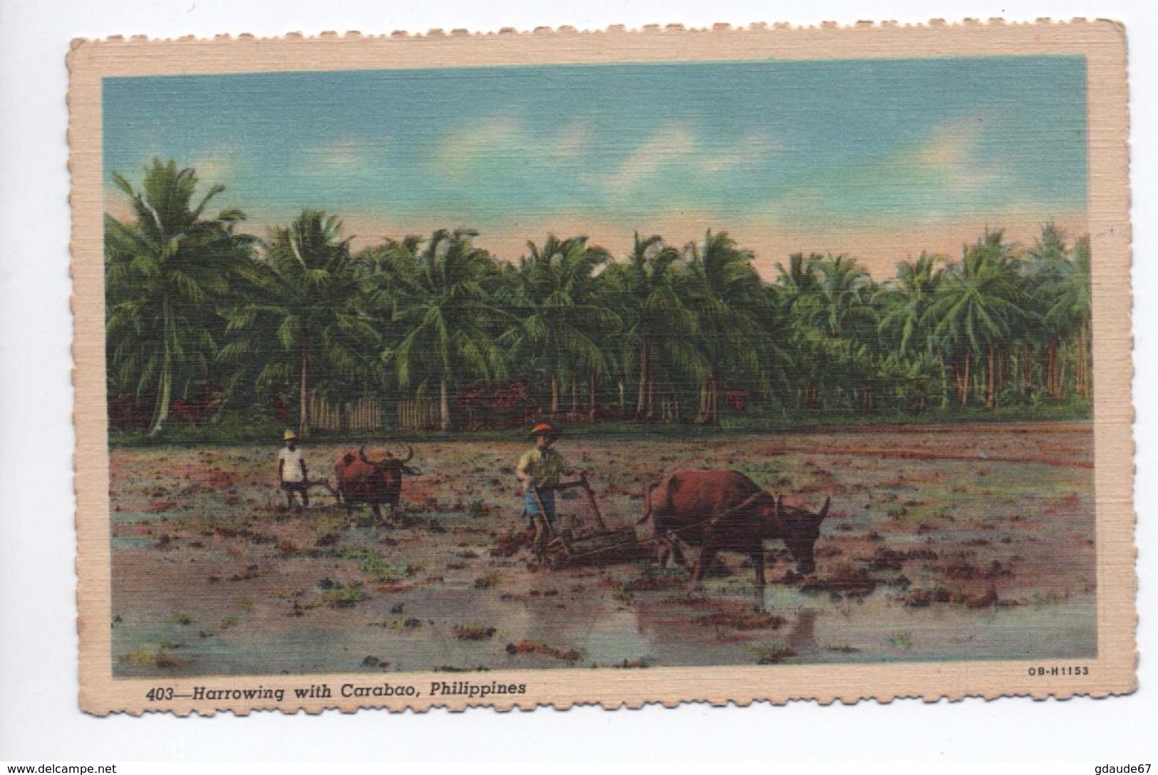 PHILIPPINES - HARROWING WITH CARABAO - AGRICULTURE - Filippine
