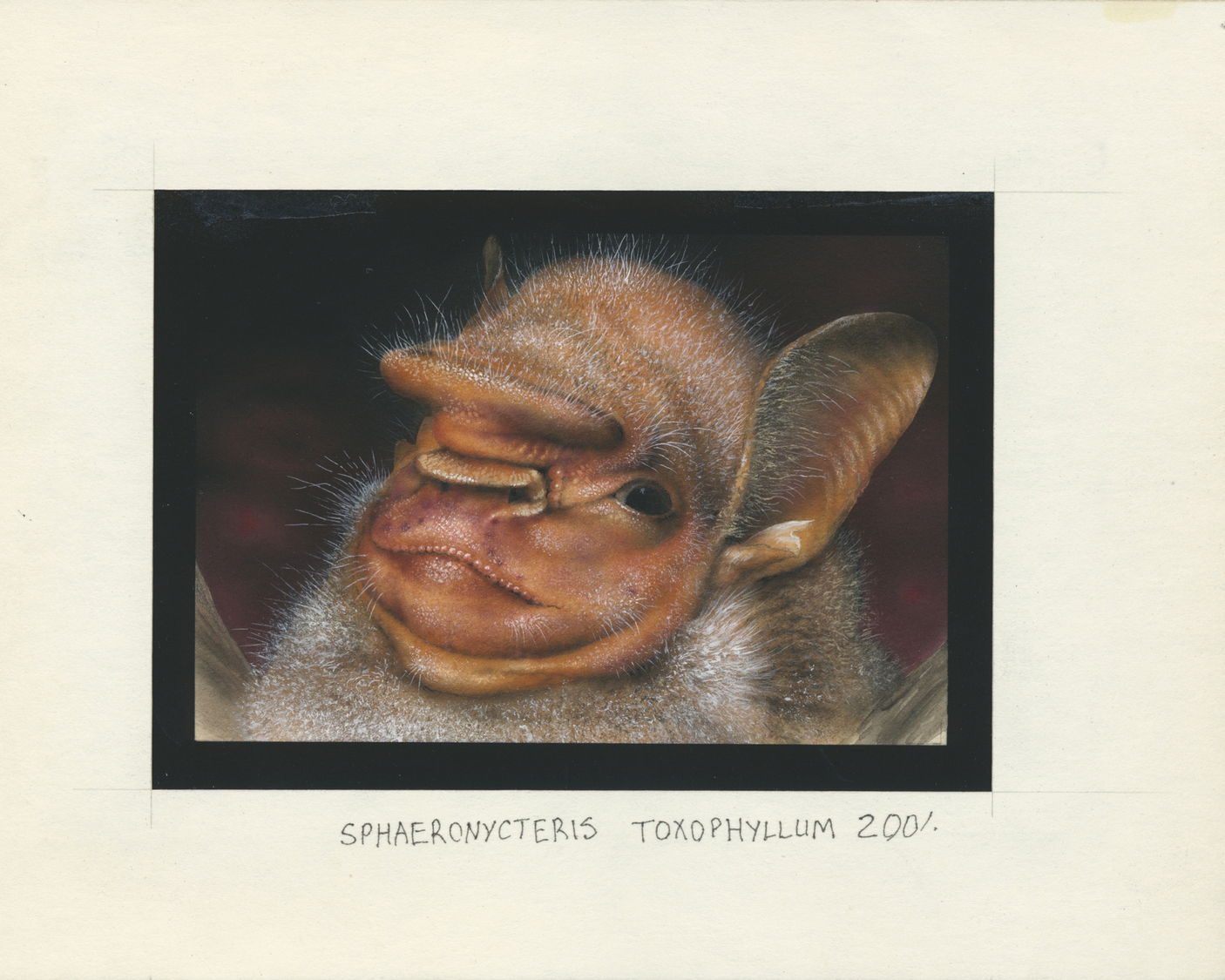 Thematik: Tiere, Fauna / Animals, Fauna: 1995, Tanzania. Nice Lot Of In All 6 Artworks For Some Stamps Of The BATS Serie - Other & Unclassified