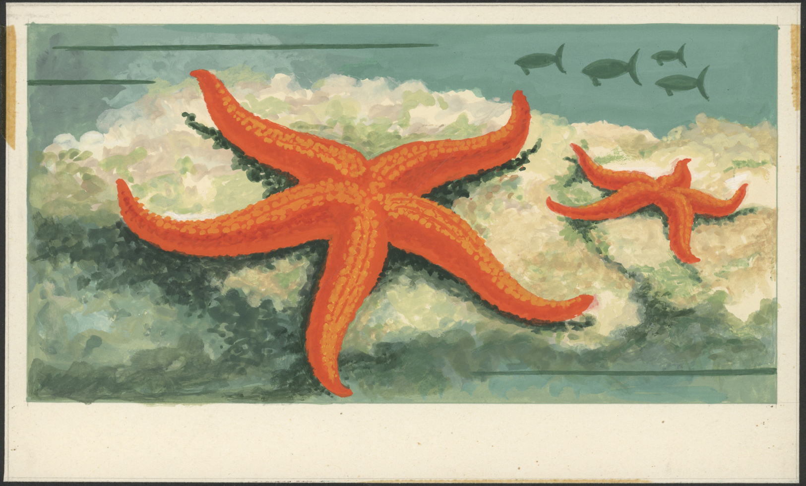 Thematik: Tiere-Meerestiere / Animals-sea Animals: 1972, Umm Al-Qaiwain. Artist's Drawing For The 1r Value Of The Set "S - Marine Life