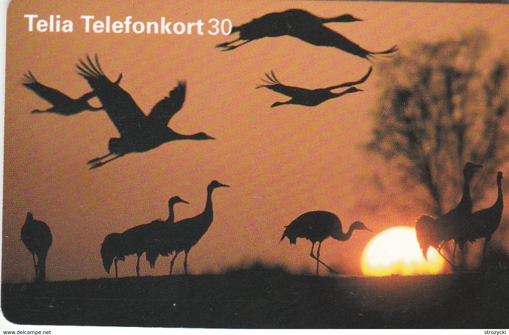 Sweden -Birds - Cranes In Sunset - Sweden