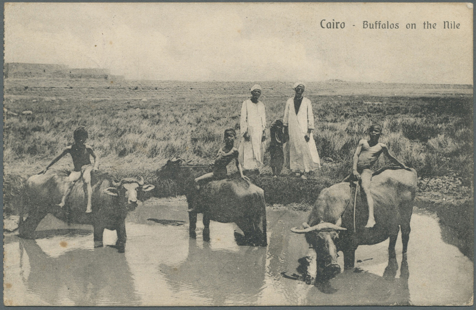 Br Australien - Besonderheiten: 1915 – Allied Forces: Stampless Picture Post Card Of 'Buffalos On The Nile' Written From - Other & Unclassified