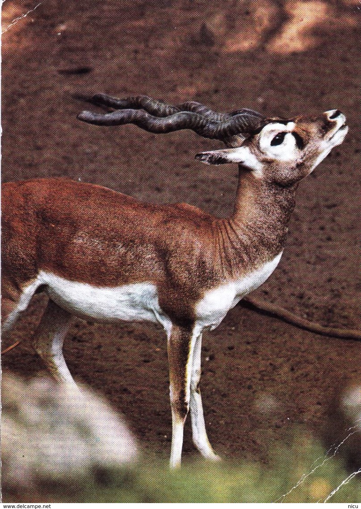 ANIMALS - BLESBOK (Damaliscus Dorcas) - Dierentuin