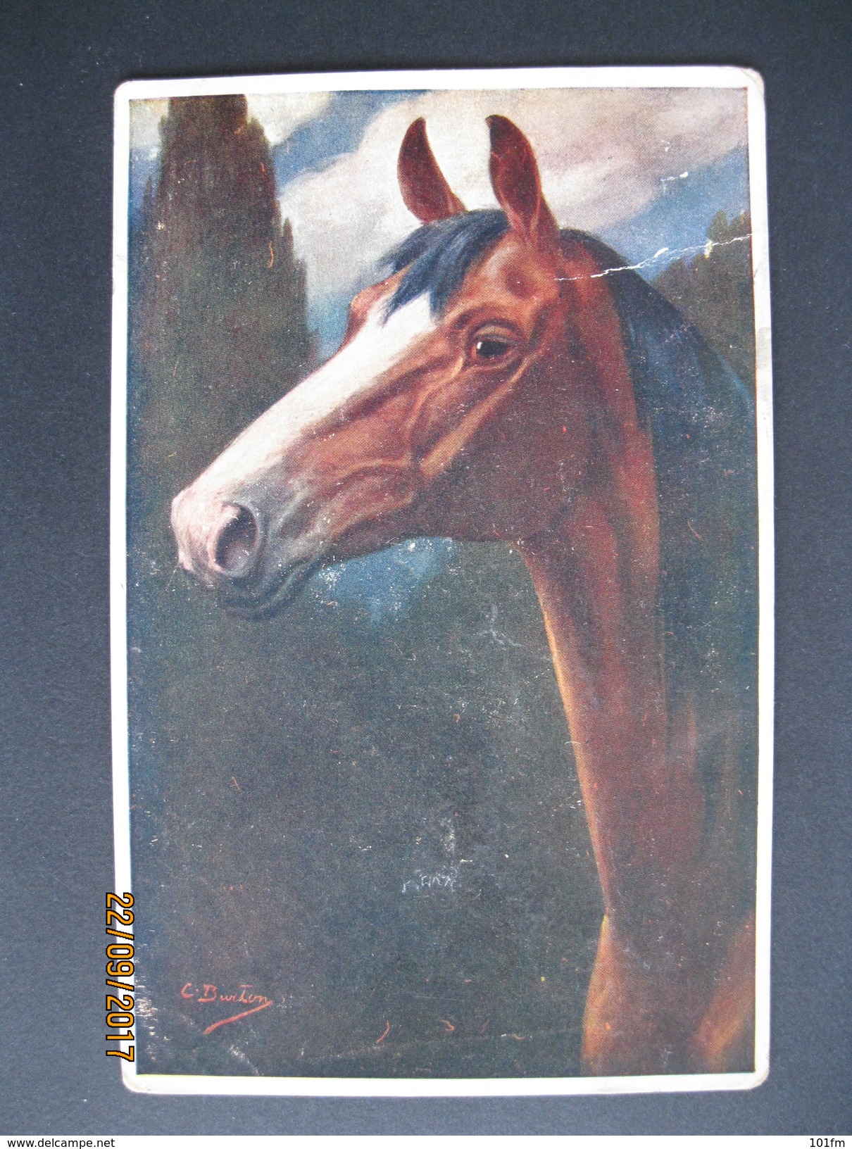 C.Burton, Artist Signed Postcard - HORSE - Horses