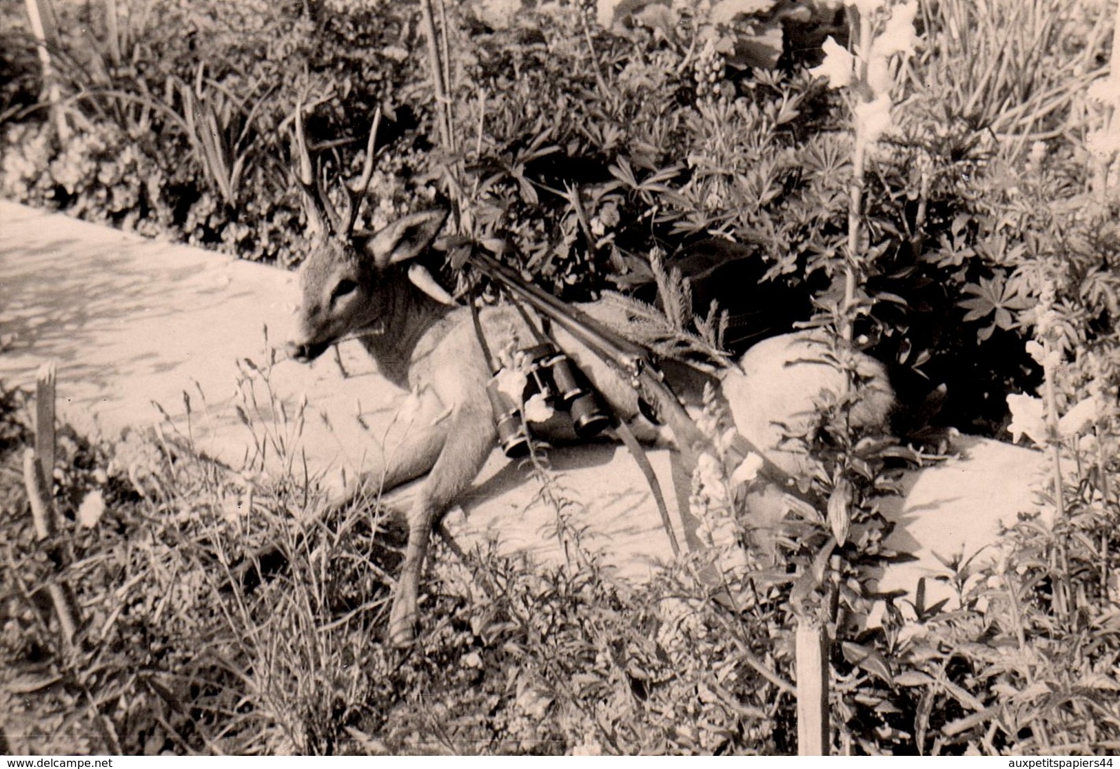 Photo Originale Loisirs La Chasse, Trophée De Chasse Et Carabine - Daim, Fusil & Jumelles ! - Sports