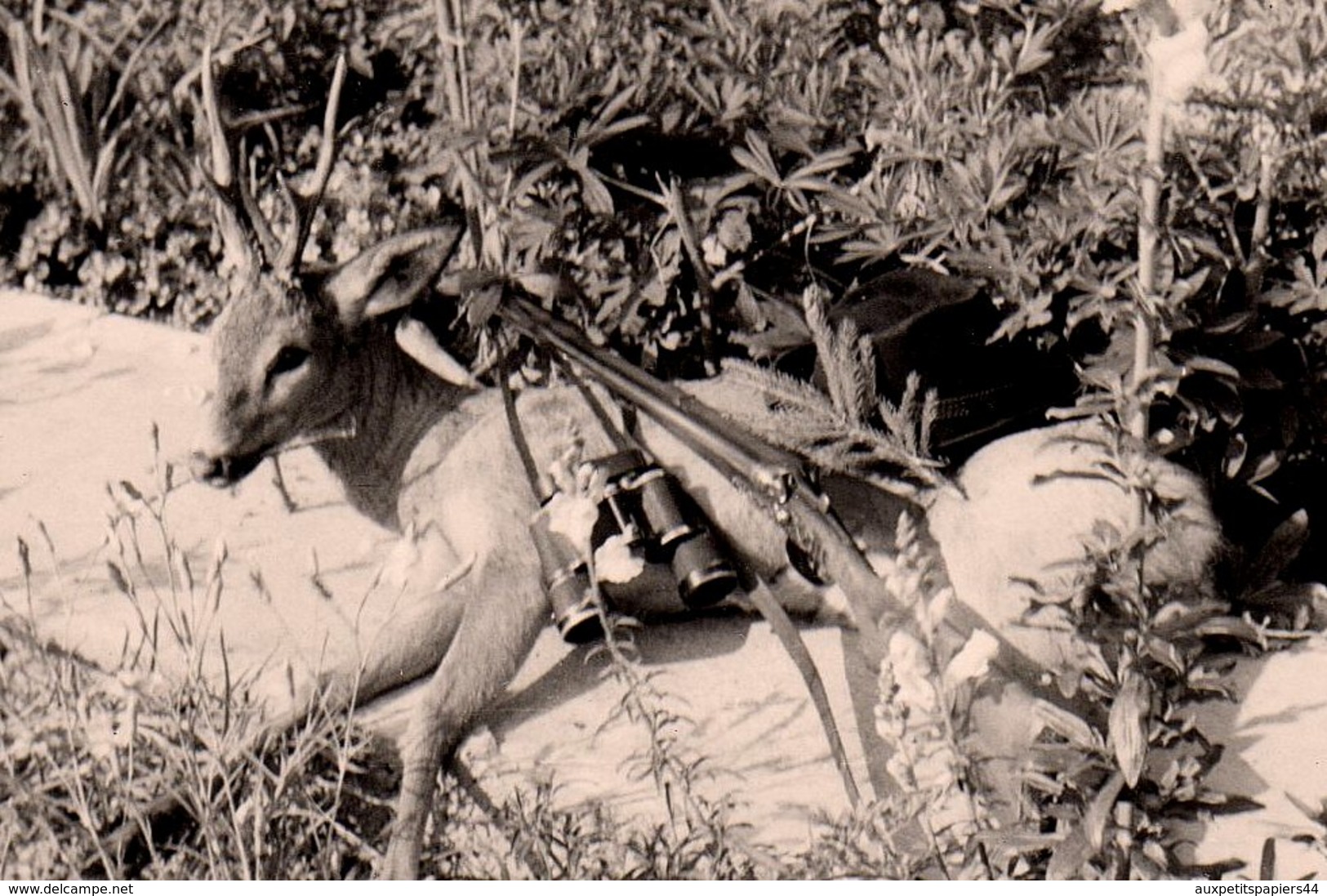 Photo Originale Loisirs La Chasse, Trophée De Chasse Et Carabine - Daim, Fusil & Jumelles ! - Sports