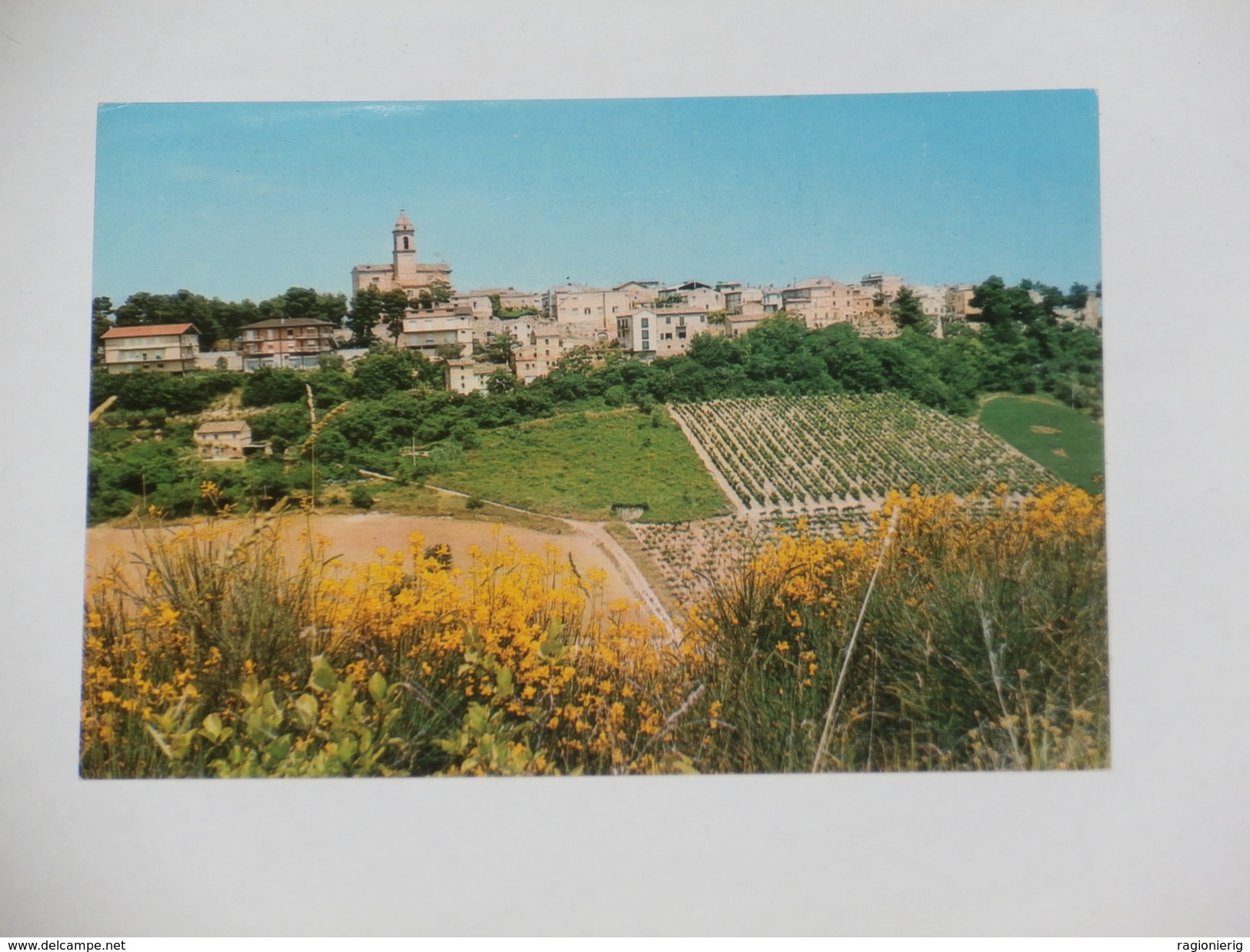 FERMO - Altidona - Panorama - Vigneti / Uva / Vino - Fermo