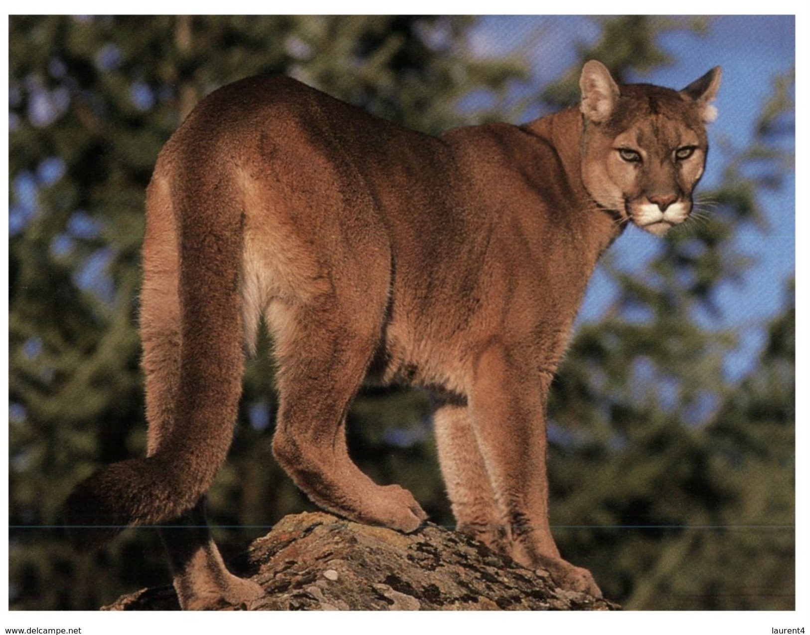 (700) Mountain Lion Or Puma - Lions