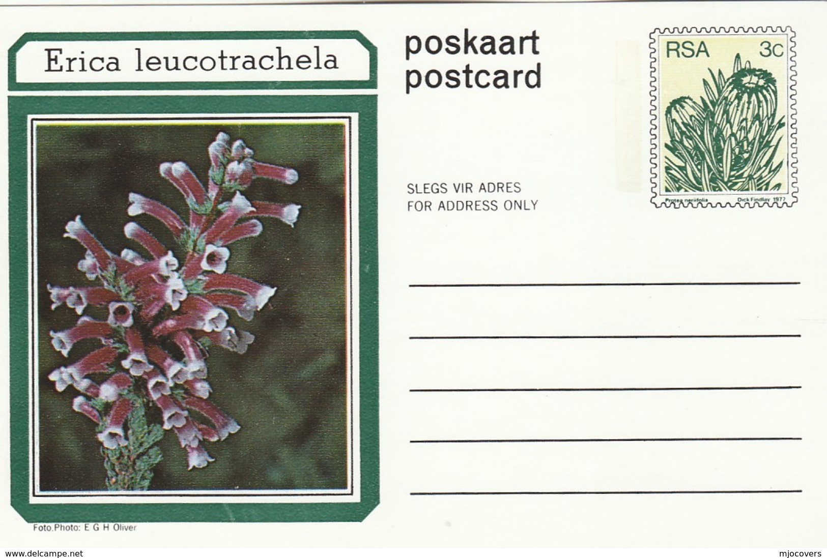 3c SOUTH AFRICA Postal STATIONERY CARD Illus ERICA LEUCOTRACHELA FLOWER Cover Stamps Flowers Rsa - Briefe U. Dokumente