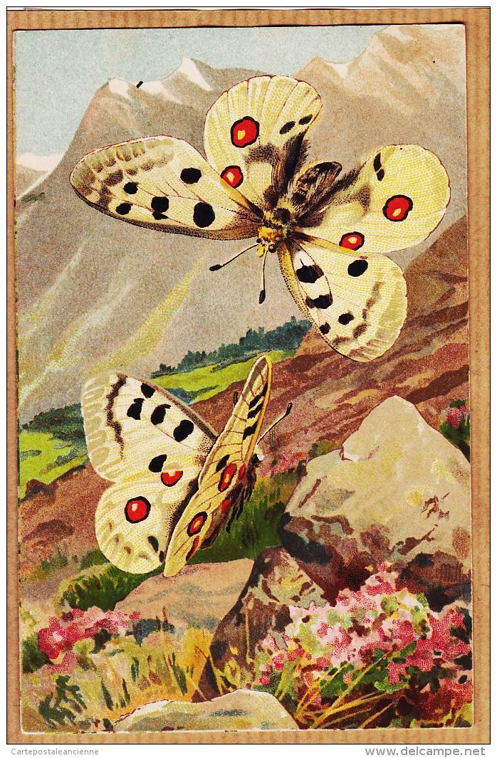 Ercast075 Peu Commun Papillon APOLLON Parnassius APOLLO Illustration MILLOT 1920s L-E 204 Butterfly Schmetterling Vlinde - Papillons