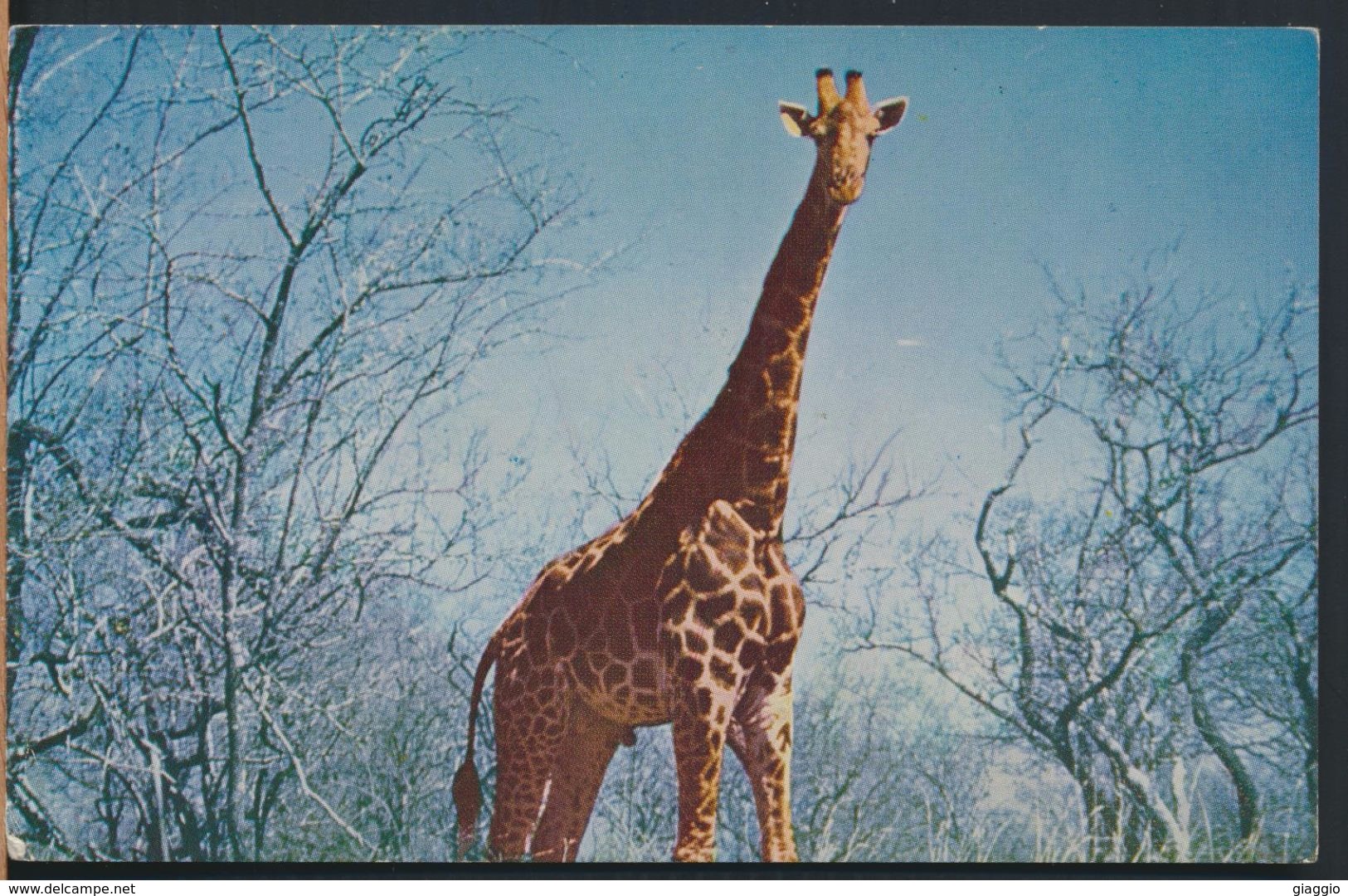 °°° 8340 - SOUTH AFRICA - GIRAFFA GIRAFFE KRUGER NATIONAL PARK °°° - Sud Africa