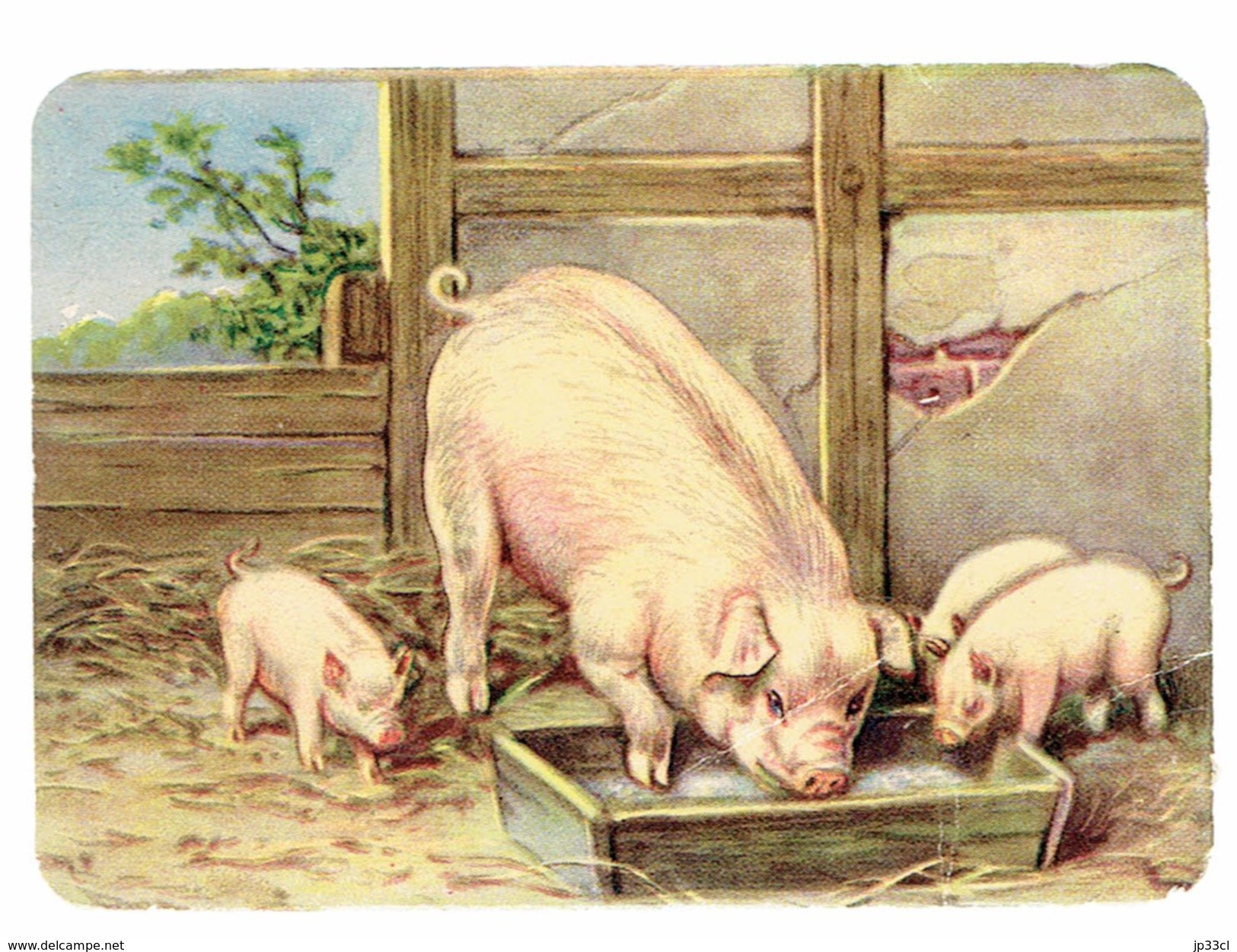 Chromo Maman Cochon (Truie) Et Ses 3 Petits Porcelets (Pig, Varken, Schwein, Cerdo) - Autres & Non Classés