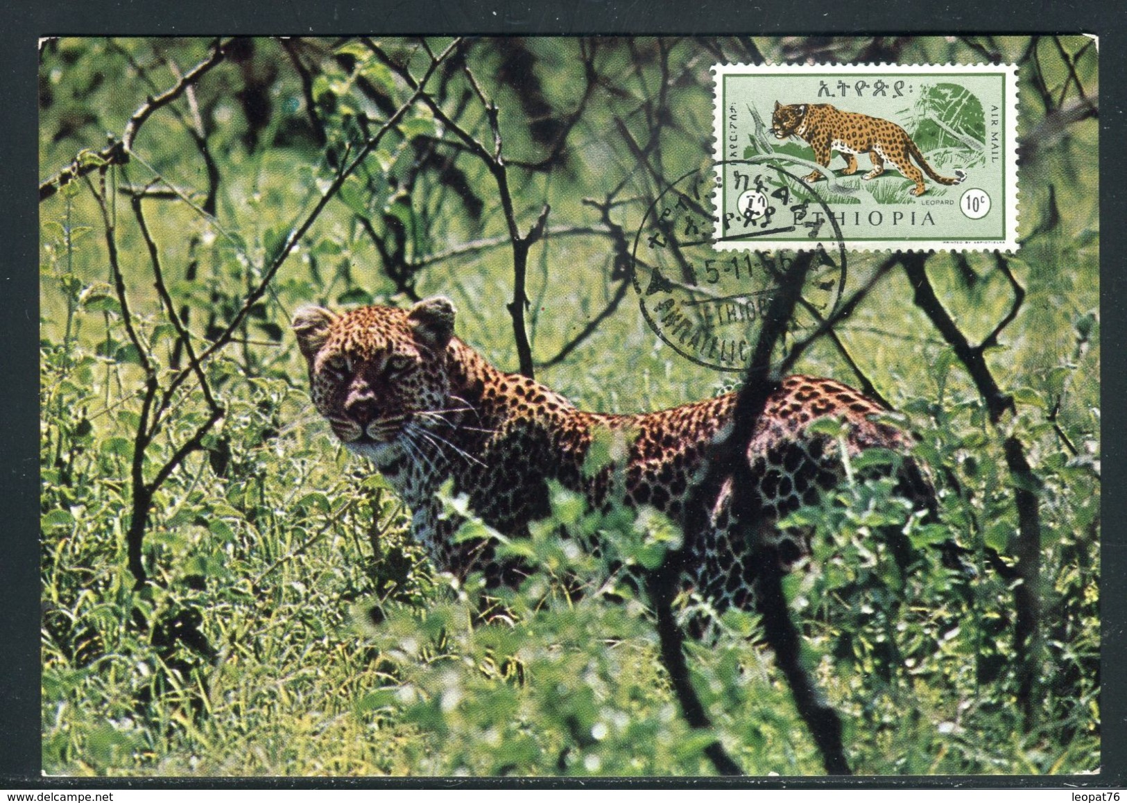 Ethiopie - Carte Maximum 1966 - Animaux - Le Léopard - Ethiopie