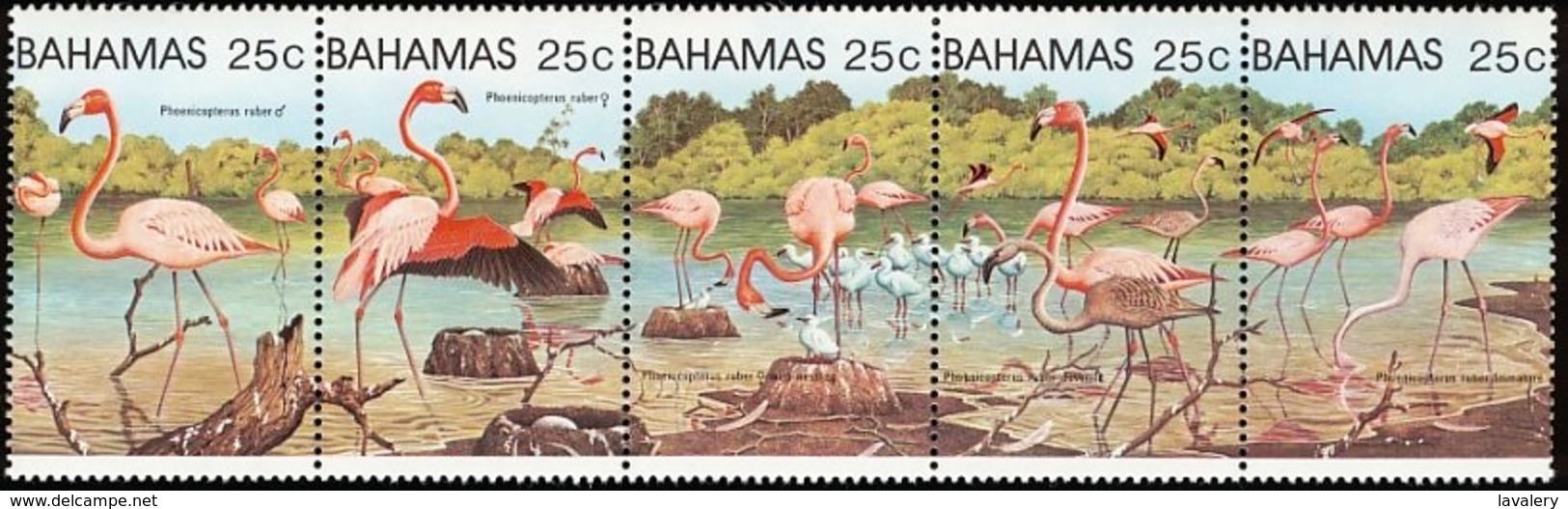 BAHAMAS 1982 Caribbean Flamingo Flamingos Birds Animals Fauna MNH - Flamencos