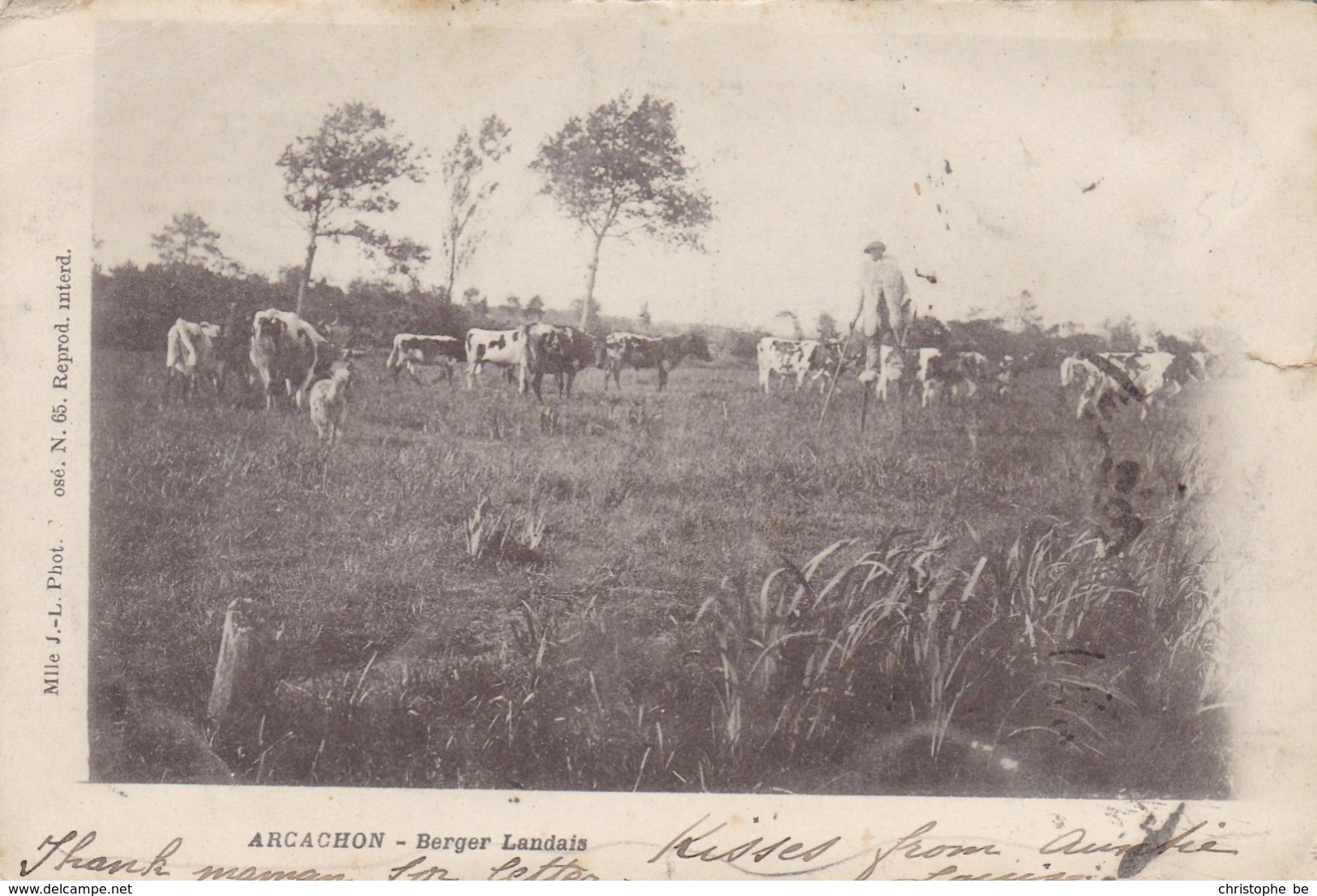 CPA Arcachon, Berger Landais, Herder, Shephert (pk39141) - Arcachon