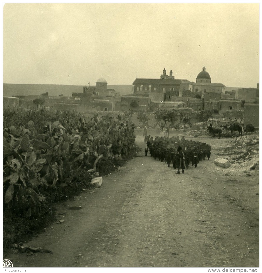 Moyen Orient Lilban Cana Al Galil Kana Ancienne Stereo Photo NPG 1900 - Stereoscopic