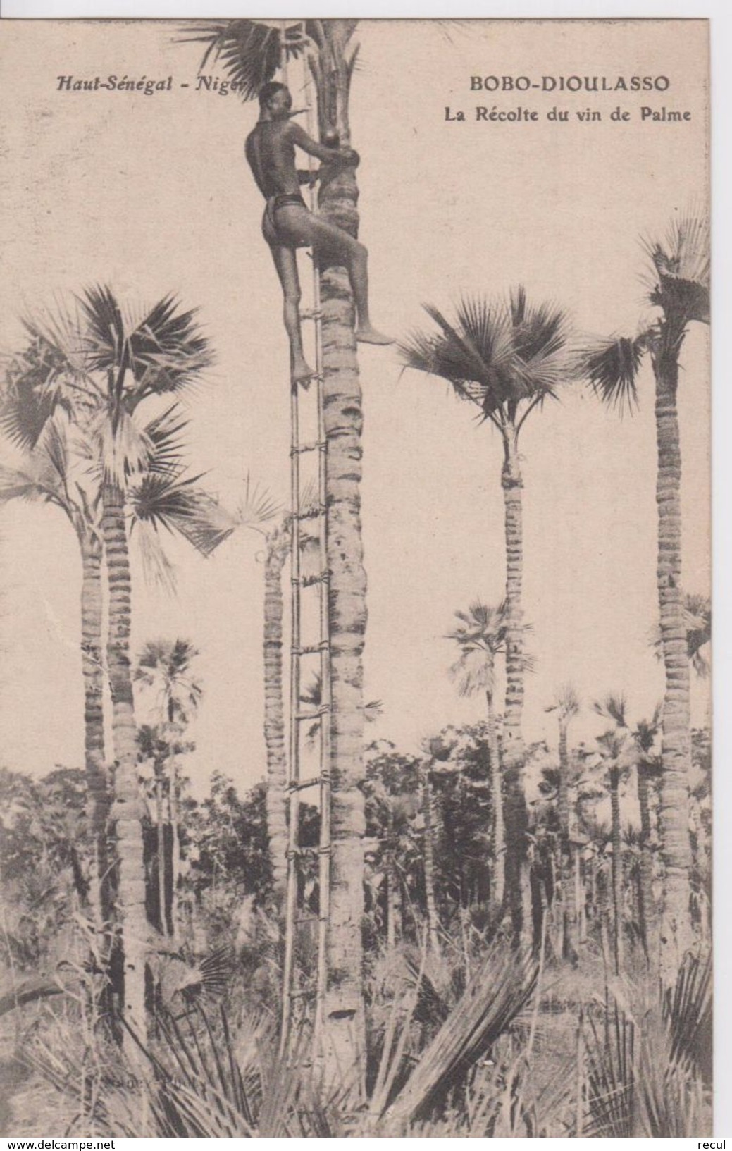 Haut Sénégal - Niger - BOBO DIOULASSO -  La Récolte Du Vin De Palme  ( -  N'a Pas Circulé ) - Burkina Faso